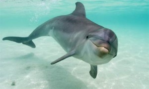 New Research Reveals, Dolphins Prefer Nonsmokers
